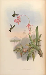 Mellisuga minima